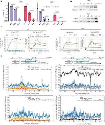 The SMC-like RecN protein is at the crossroads of several genotoxic stress responses in Escherichia coli